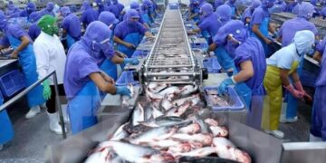 Xuất khẩu cá tra dự kiến cả năm 2024 đạt mốc 2 tỷ USD