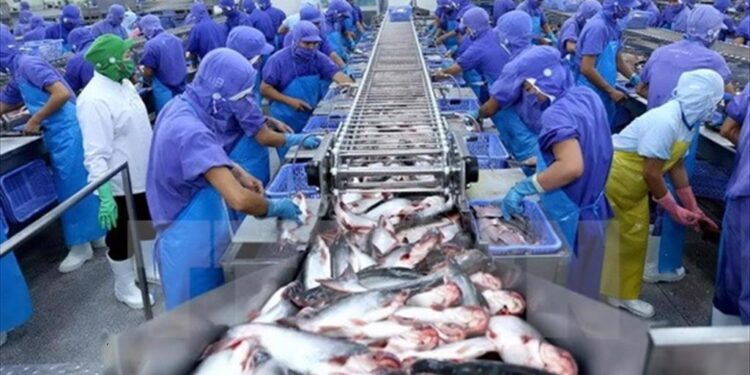 Xuất khẩu cá tra dự kiến cả năm 2024 đạt mốc 2 tỷ USD